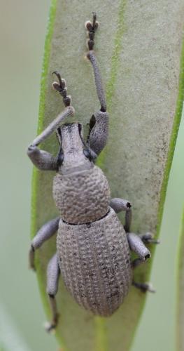 Geonemus flabellipes